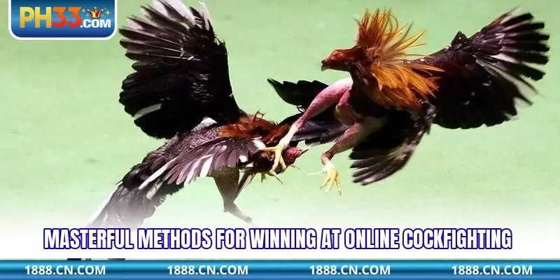 Masterful methods for winning at online cockfighting