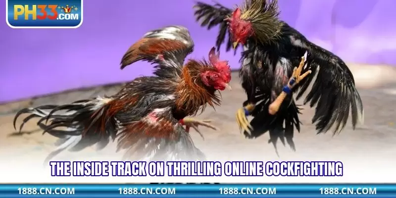 The inside track on thrilling online cockfighting