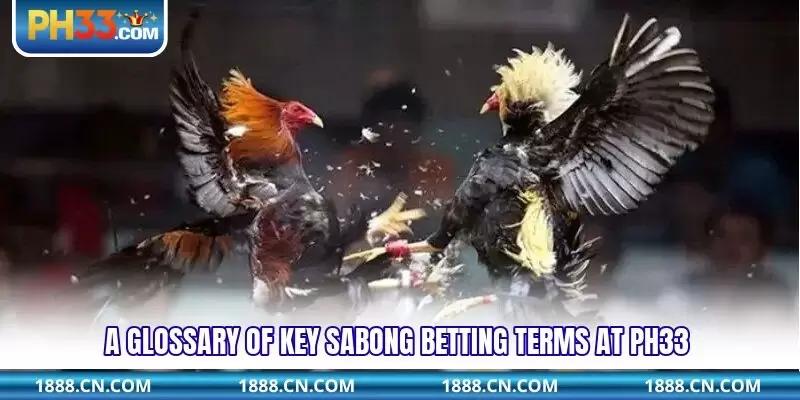 A glossary of key sabong betting terms at PH33