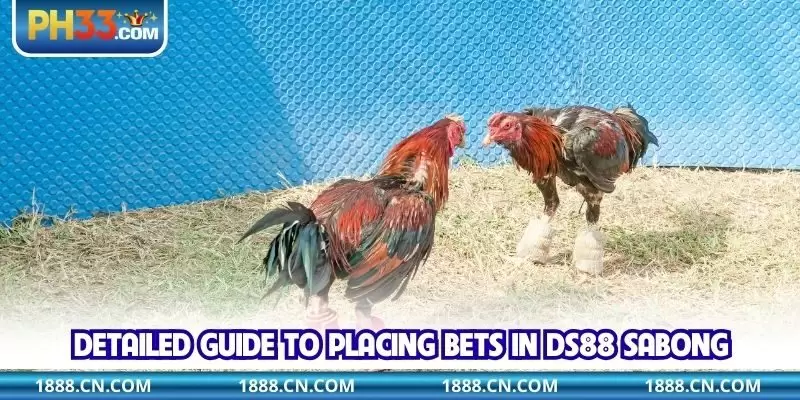 Detailed guide to placing bets in DS88 Sabong