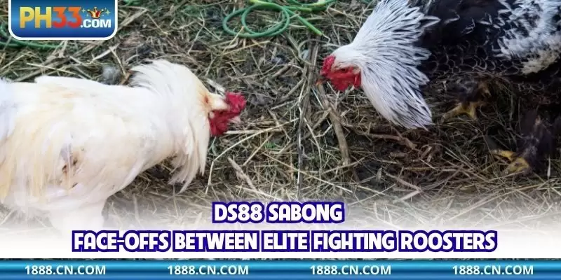 DS88 Sabong