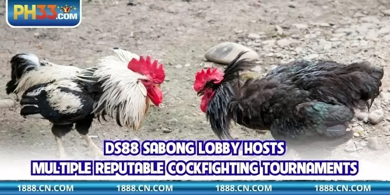 DS88 Sabong lobby hosts multiple reputable cockfighting tournaments