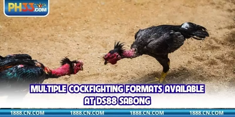 Multiple cockfighting formats available at DS88 Sabong